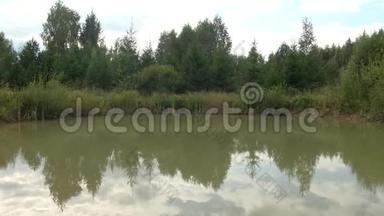湖里的绿水。浑浊的水。青蛙坐在树叶上。夏日湖面上美丽的白百合树映在涟漪的湖面上